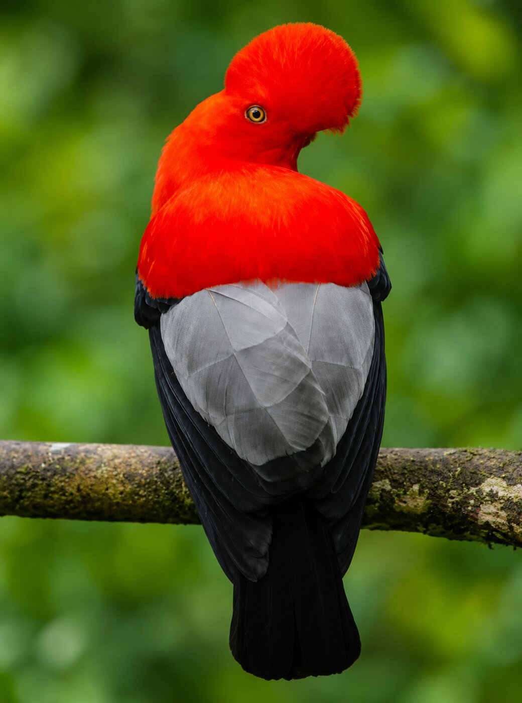 Rupicola peruvianus - Gallito de roca andino