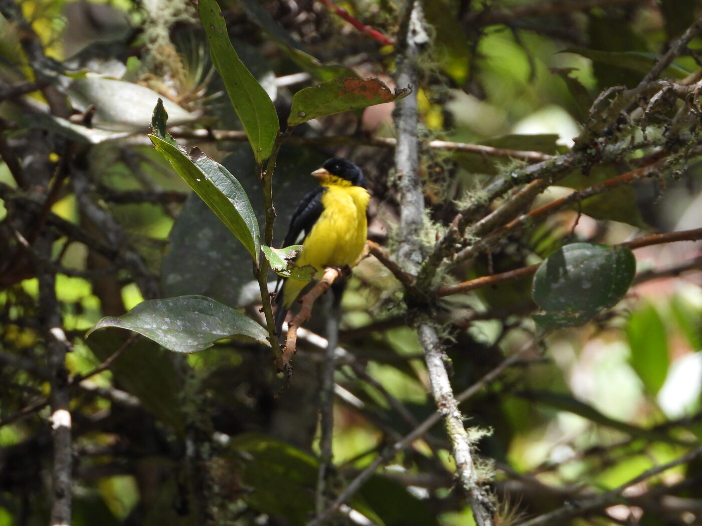 Spinus psaltria