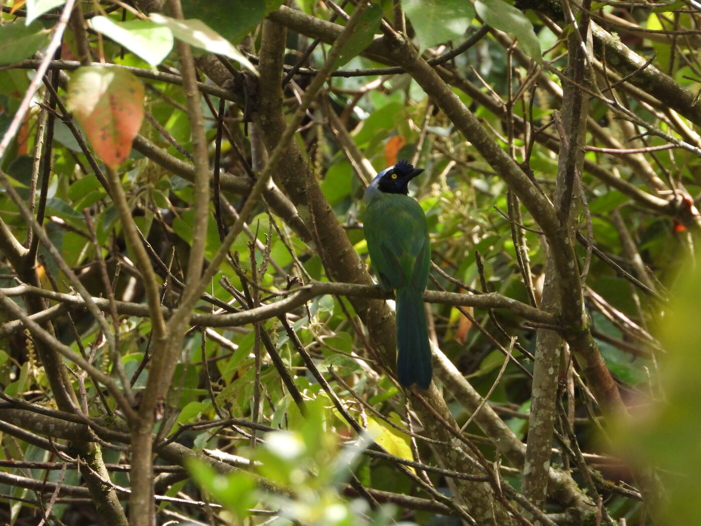 Cyanocorax yncas