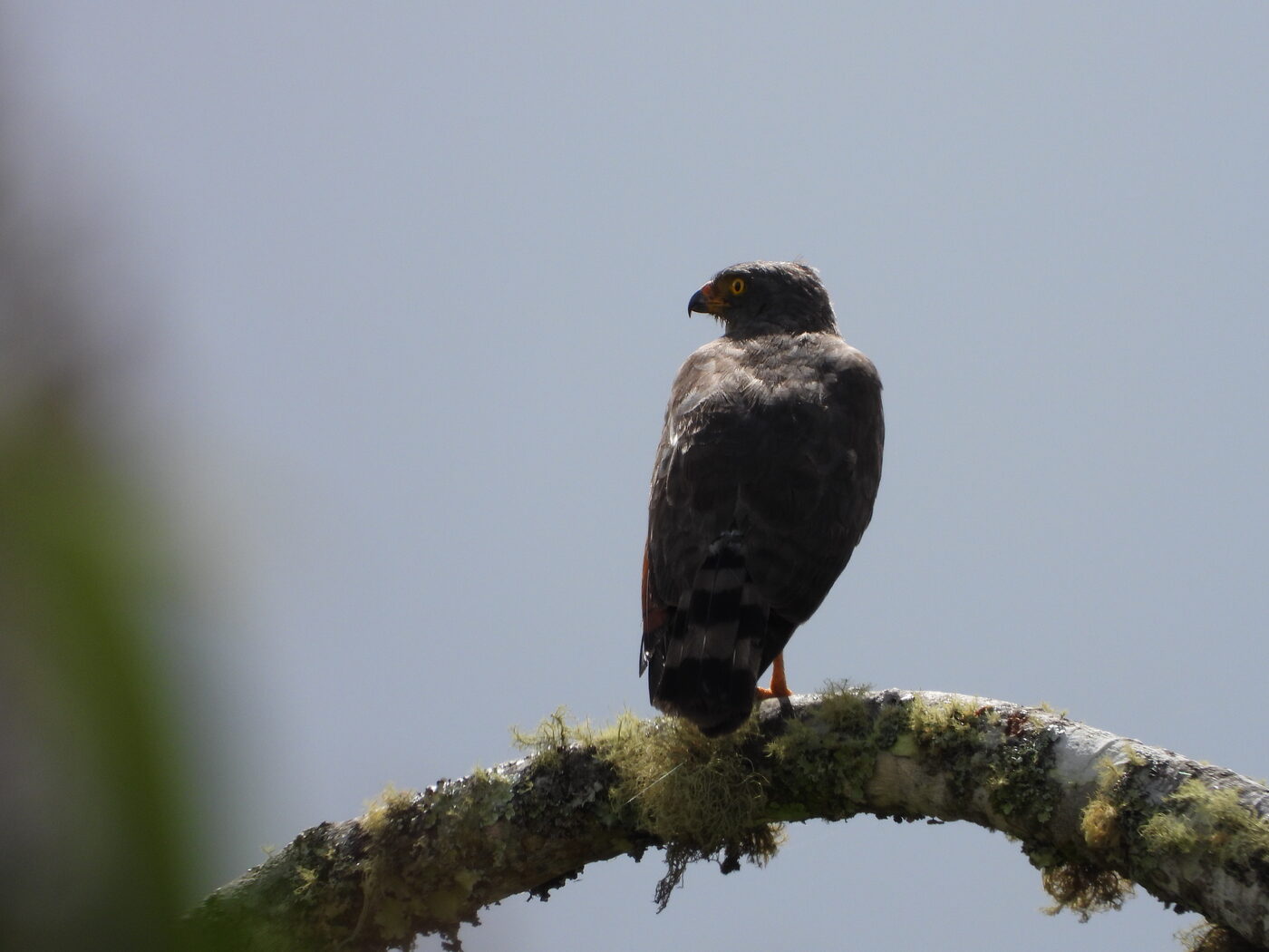 Rupornis magnirostris