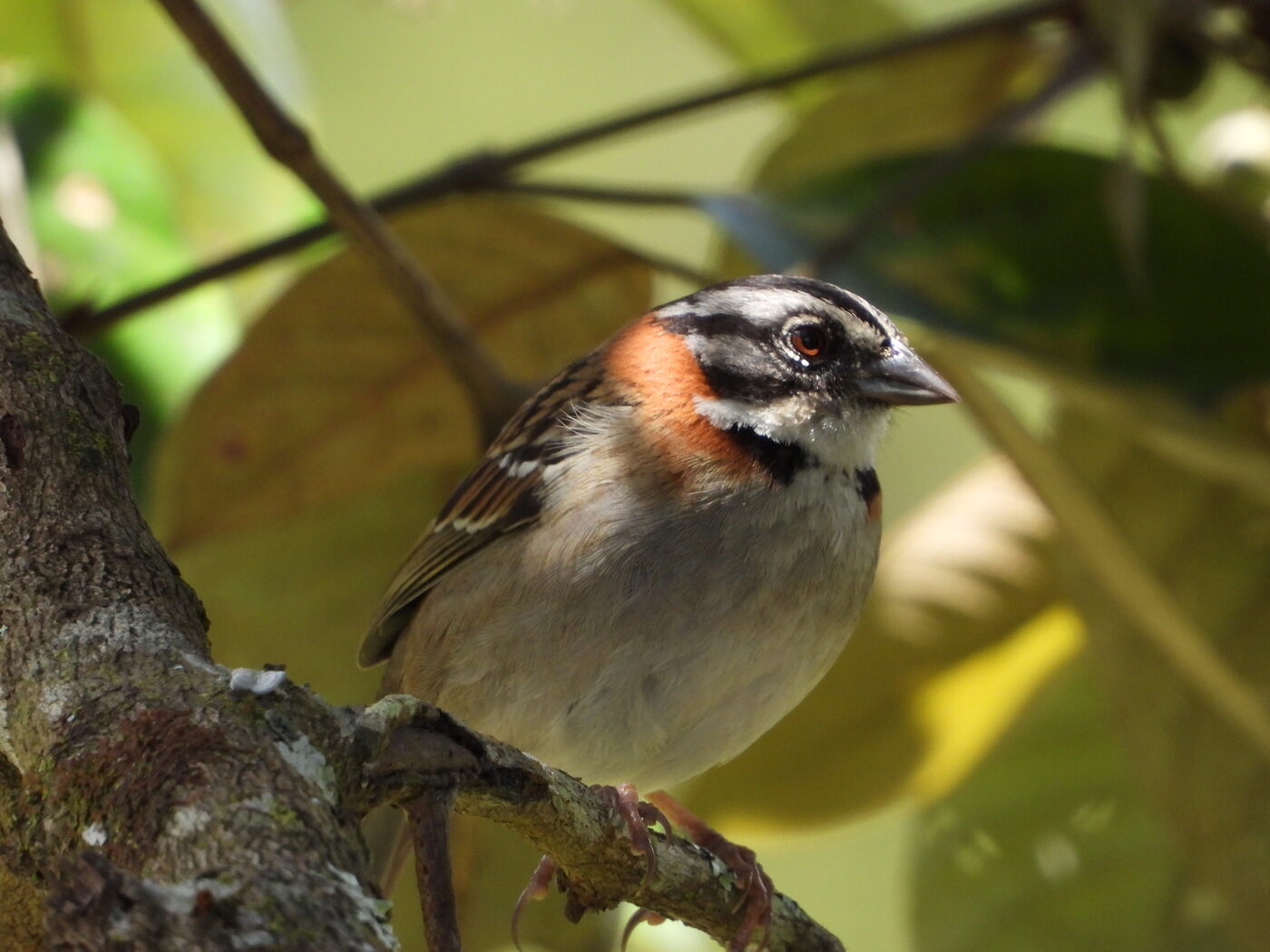 Zonotrichia capensis