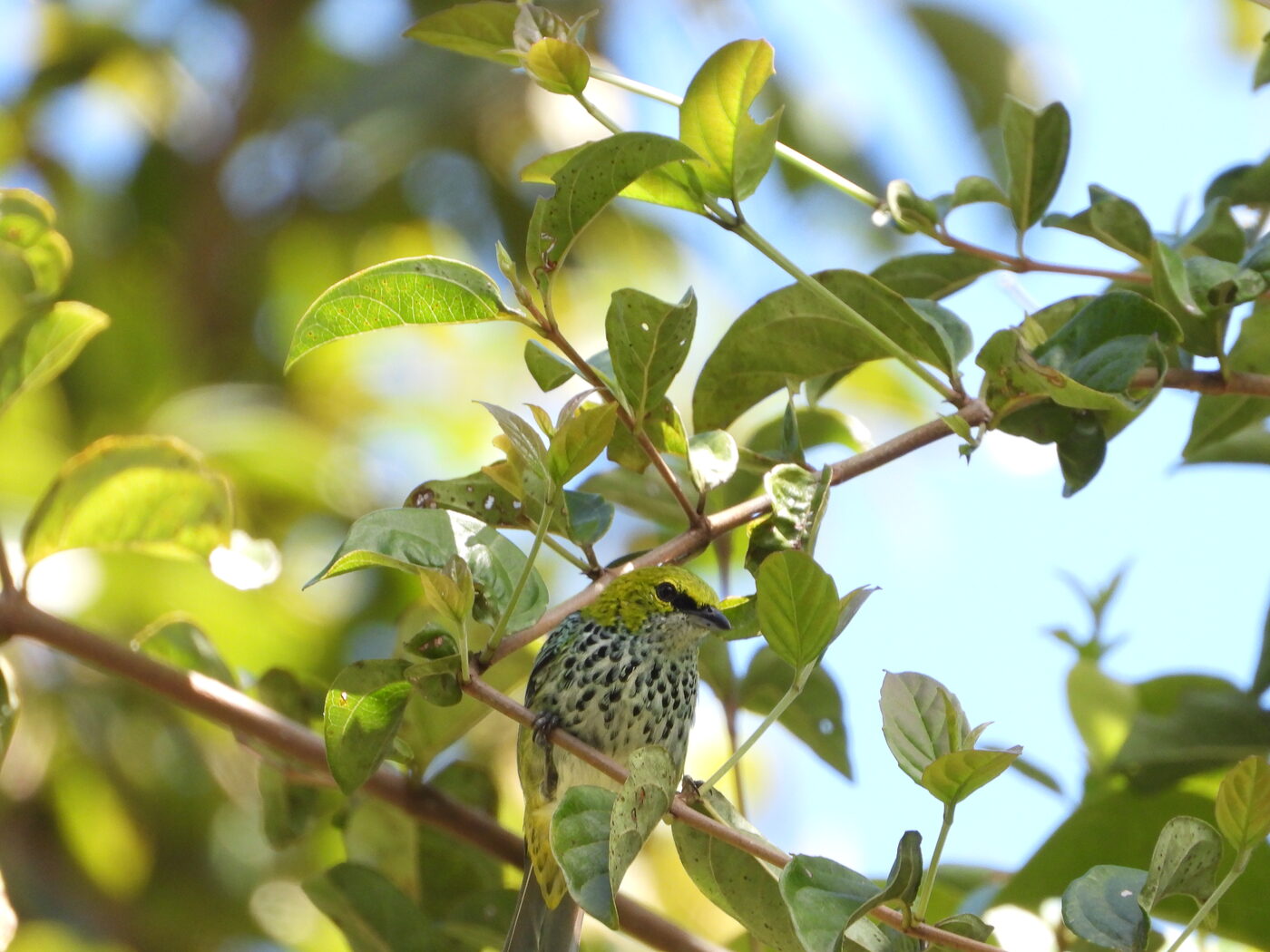 Ixothraupis guttata