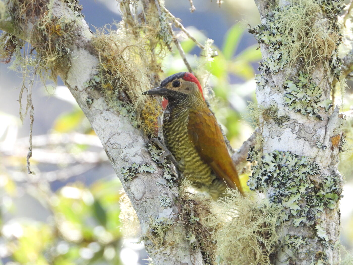 Colaptes rubiginosus