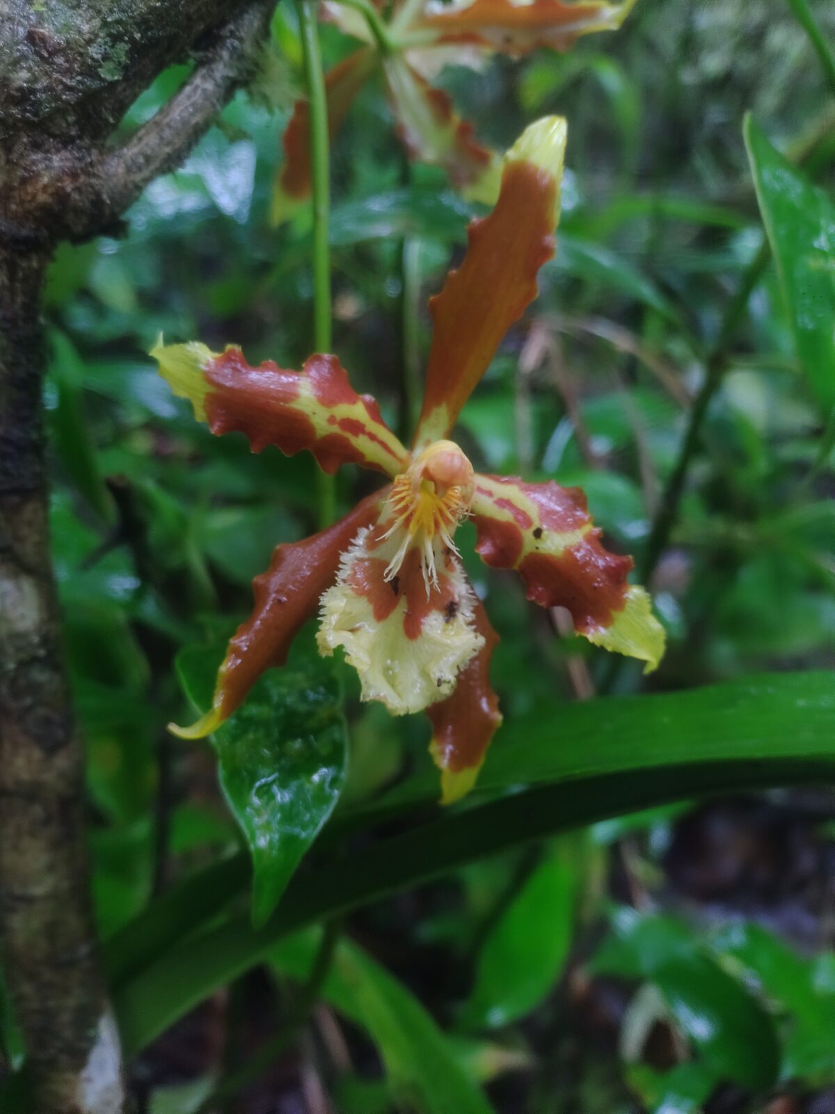 Orquídea silvestre