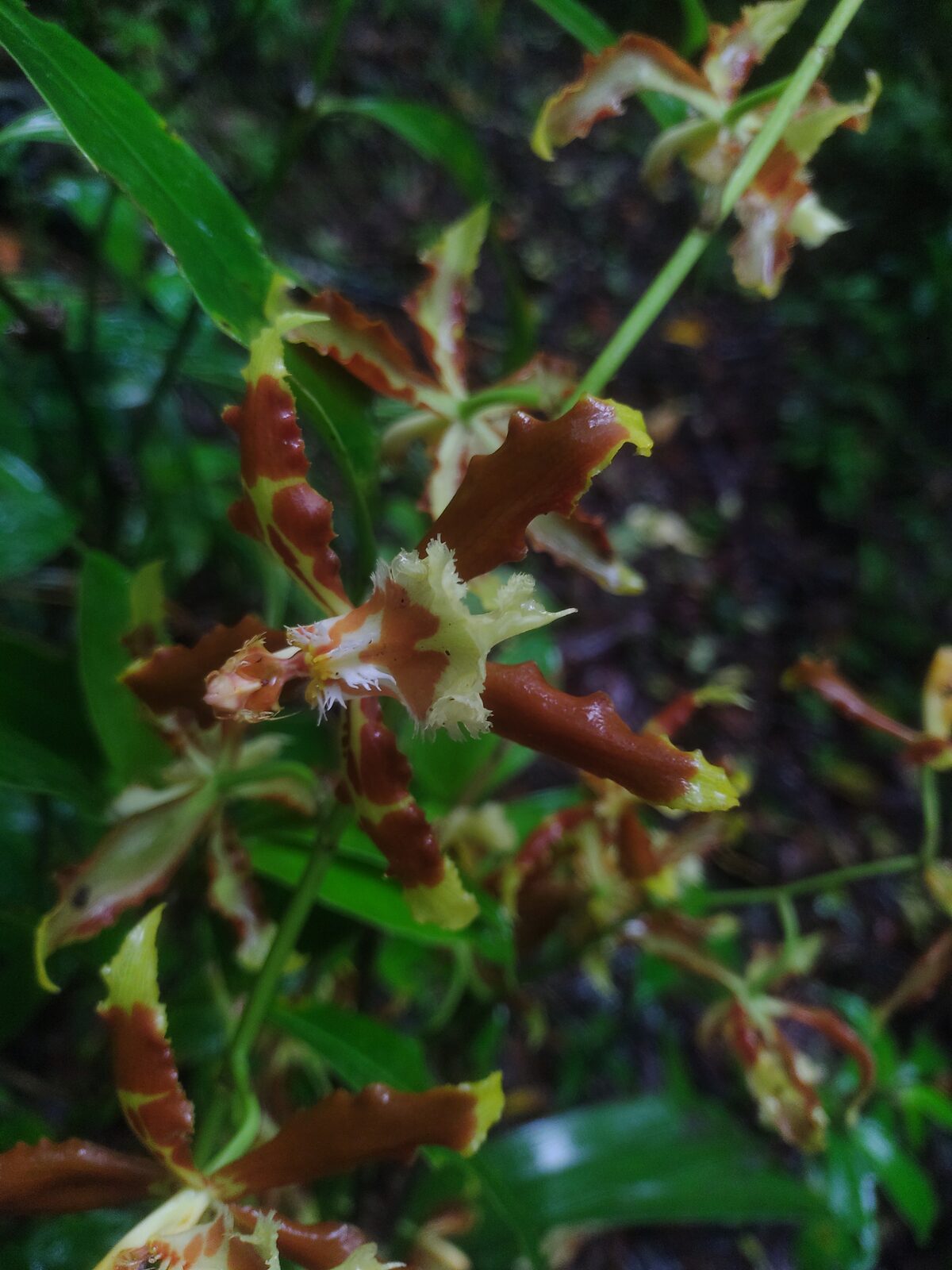 Orquídeas en el sotobosque