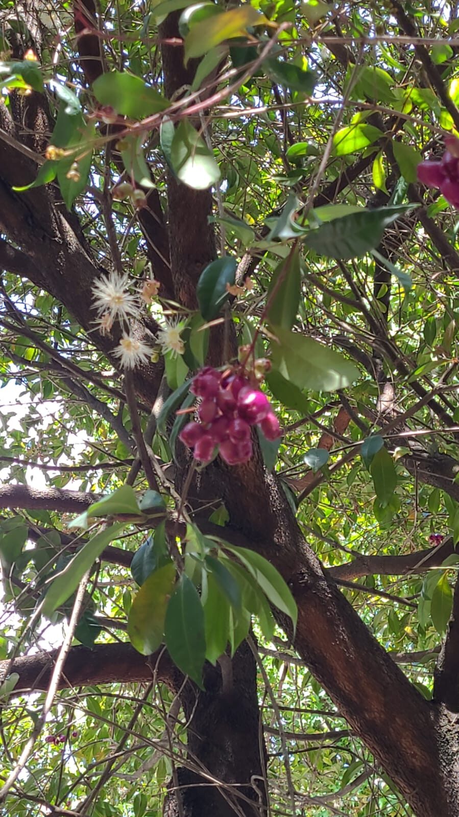 Frutos rosados en árbol nativo