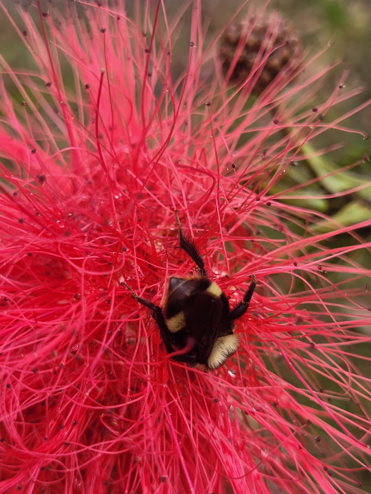 Abejorro sobre flor roja