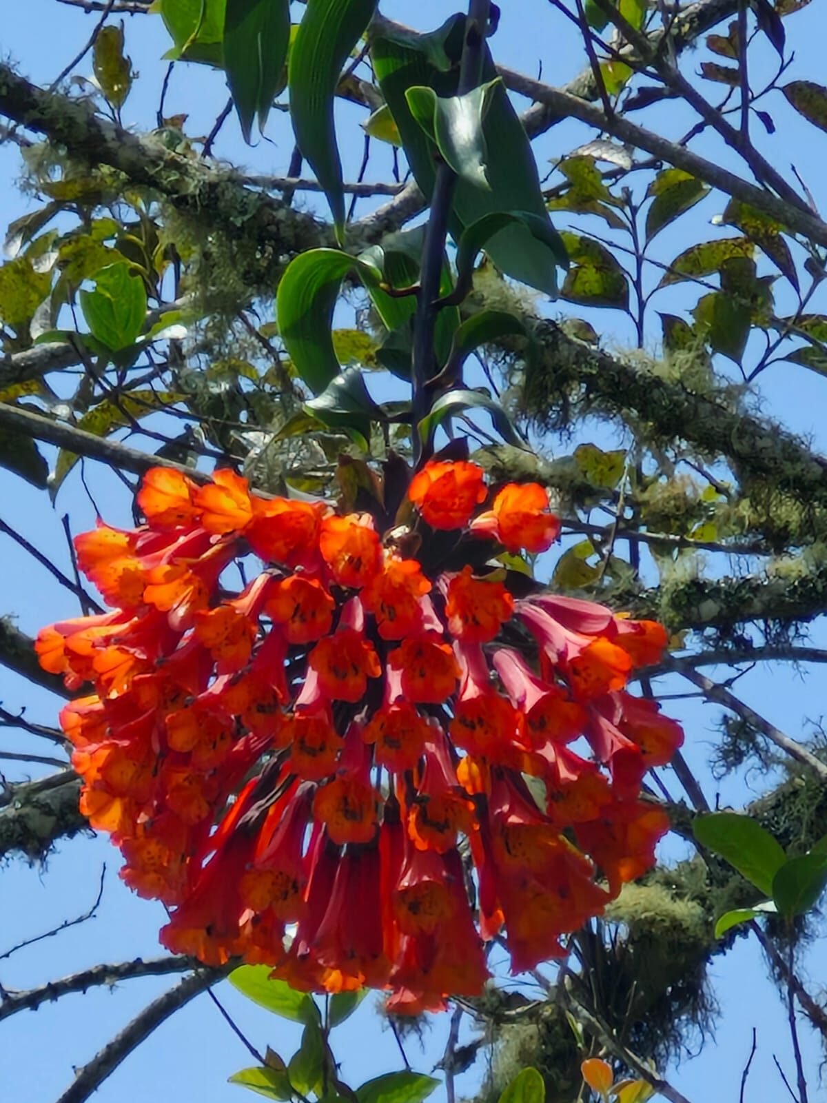 Flores tubulares rojas y naranjas