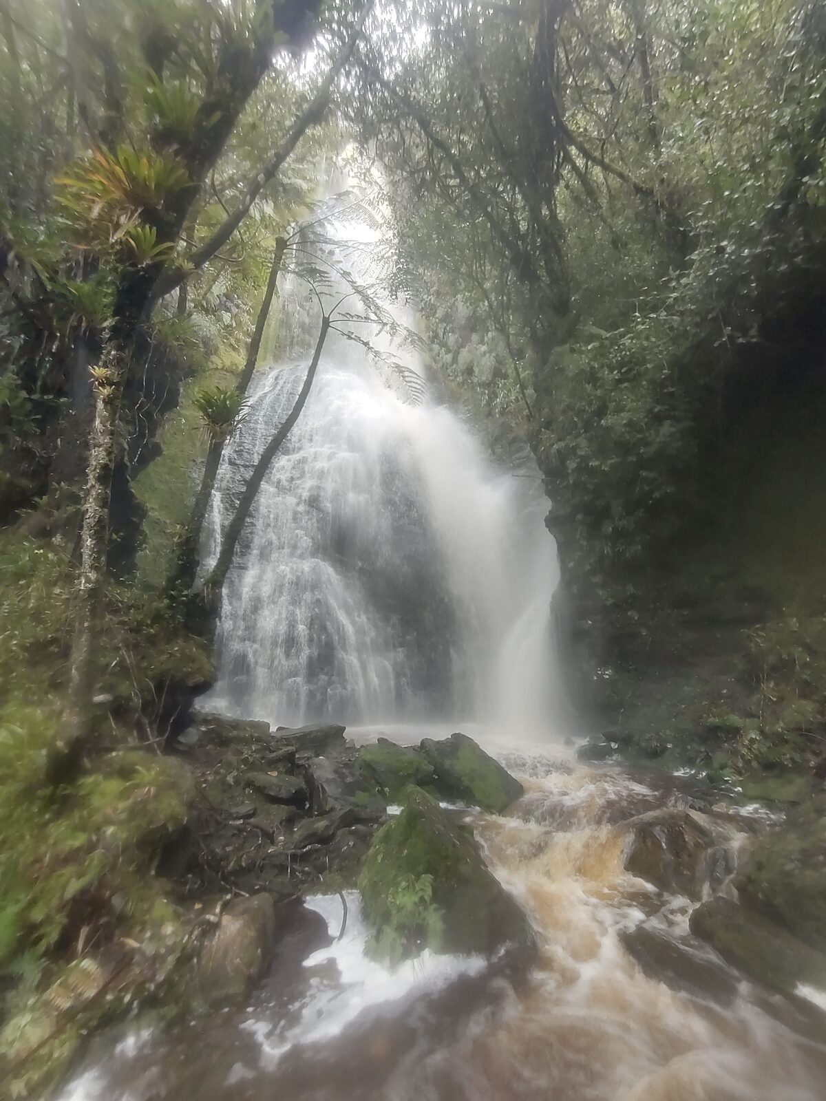 Cascada en bosque de niebla, Macanal