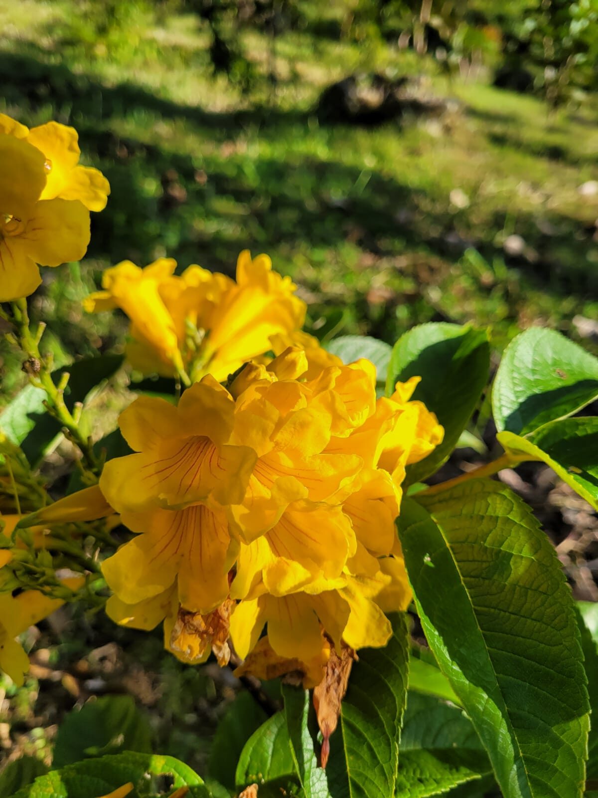 Flores amarillas de guayacán